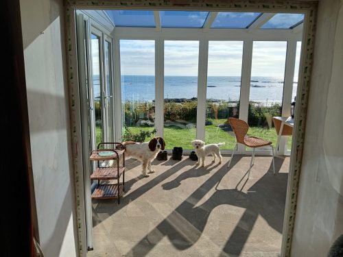 inside view of a new conservatory installation by turkington, featuring two dogs